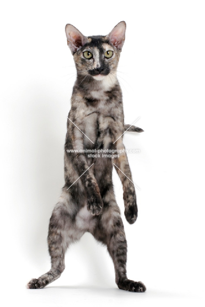 Oriental Shorthair standing on hind legs, black smoke tortie colour