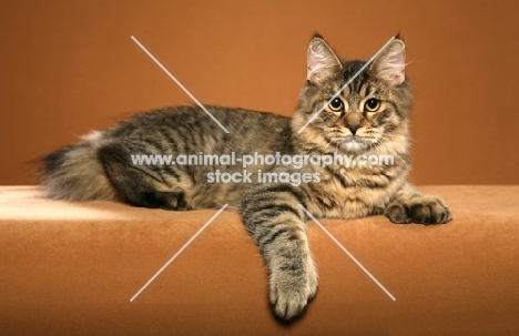 longhaired Pixie Bob cat lying down