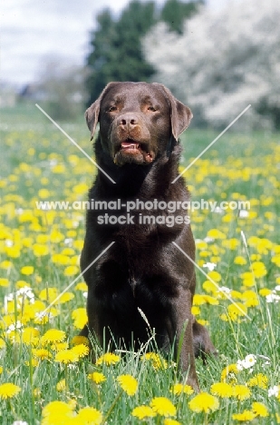 Chocolate Labrador Retriever sitting in flowery field