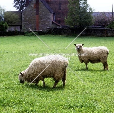 two wensleydale sheep in a field