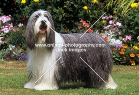 champion potterdale classic of moonhill (cassie), best in show crufts, in garden