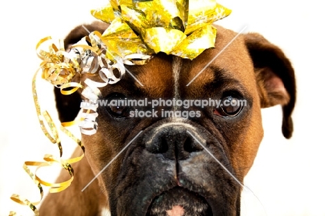 Boxer with ribbons and bow on head