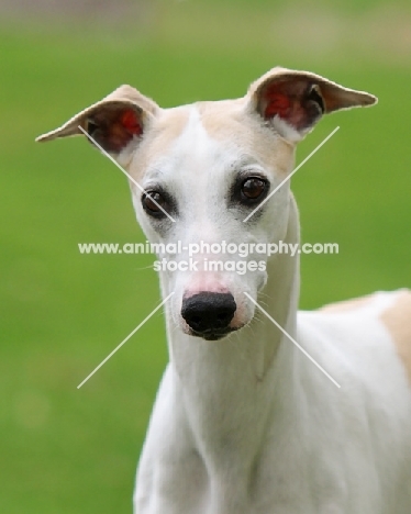 Whippet portrait