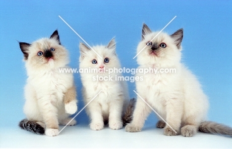 Ragdoll kittens showing the three patterns