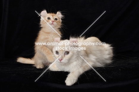 American Curl at different ages