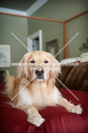 golden retriever on bed