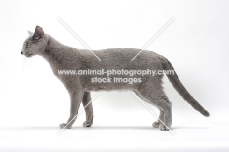 Russian Blue cat side view on white background