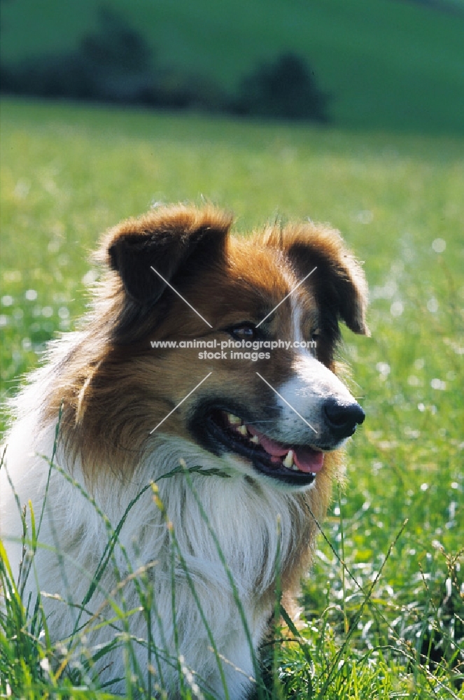 Welsh Sheepdog lying on grass