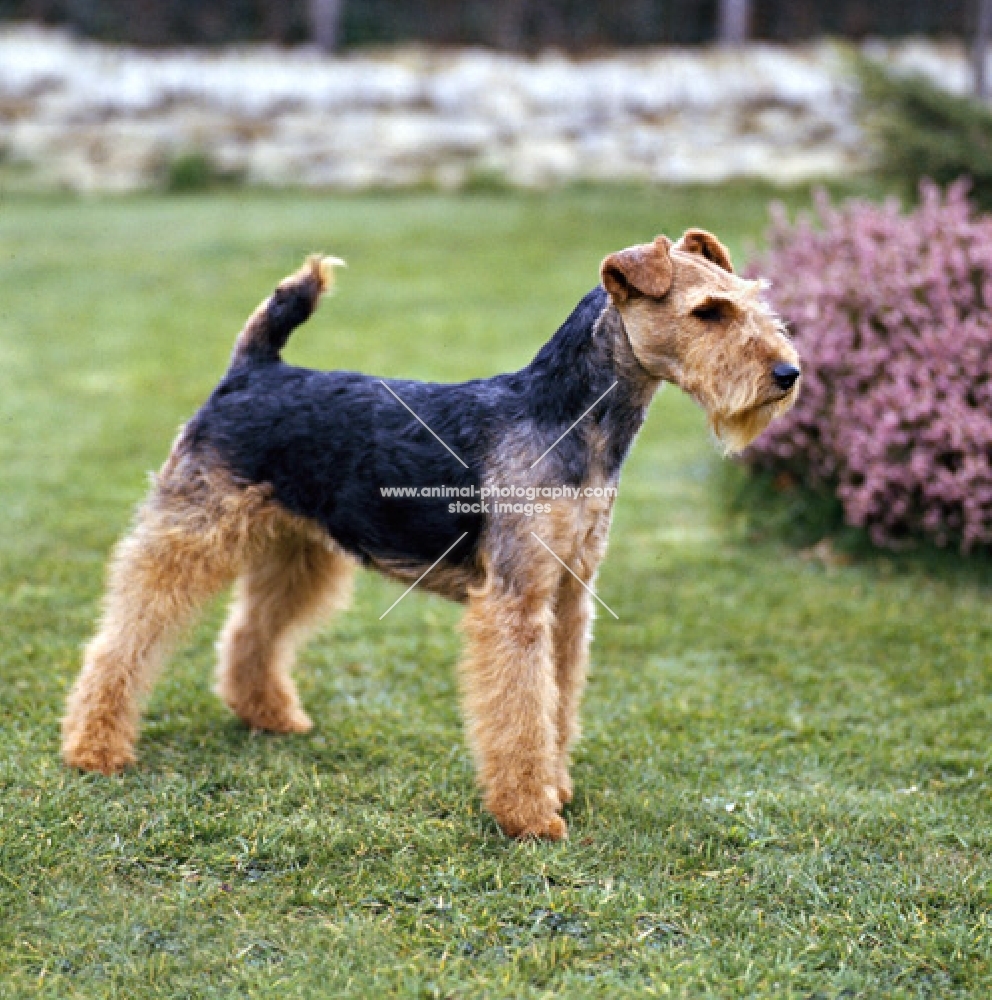 am ch maleno of alvin farm, welsh terrier in show trim