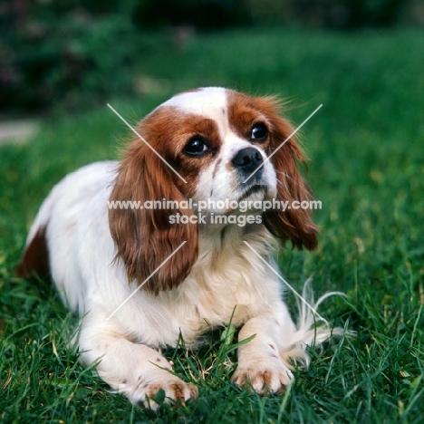 cavalier king charles spaniel lying on grass