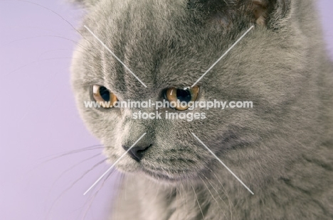 british shorthaired kitten portrait on a purple background