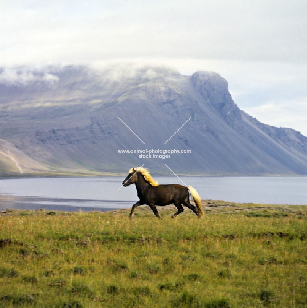Iceland horse trotting at Hofn