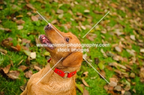 Labrador Retriever in grass with fallen leaves.