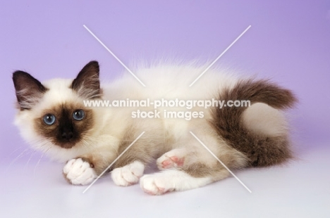 young seal point birman kitten lying on purple background