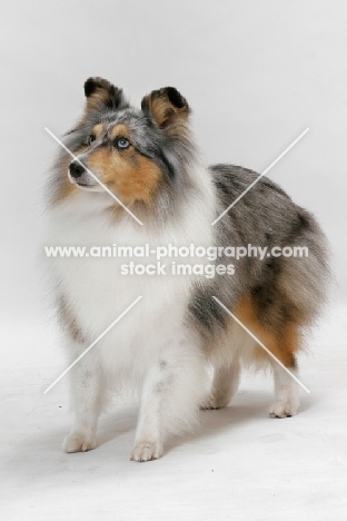 Australian Grand Champion Shetland Sheepdog, merle colour