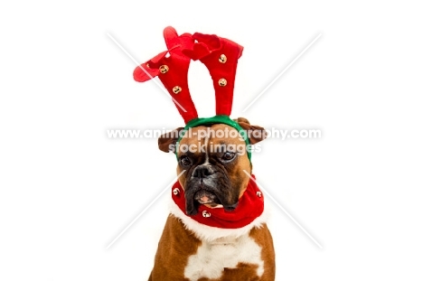 boxer wearing reindeer antlers