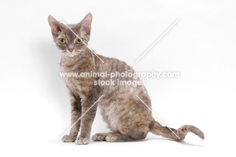 Devon Rex, Blue Mackerel Torbie, shoulders up