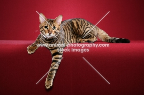 Toyger cat on red background