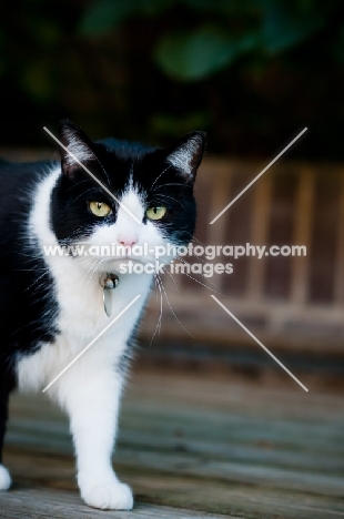 bi-coloured short haired cat