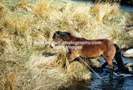 highland pony leaving a stream at carrick stud, scotland