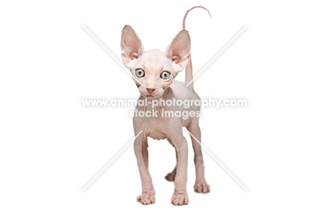 white 9 week old Sphynx kitten