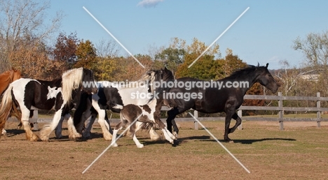 Gypsy Vanners together in field