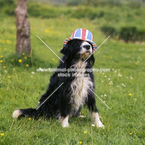 english springer spaniel x bearded collie wearing union jack hat