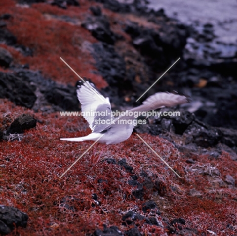 swallow tailed gull landing on sesuvium plants, champion island, galapagos islands