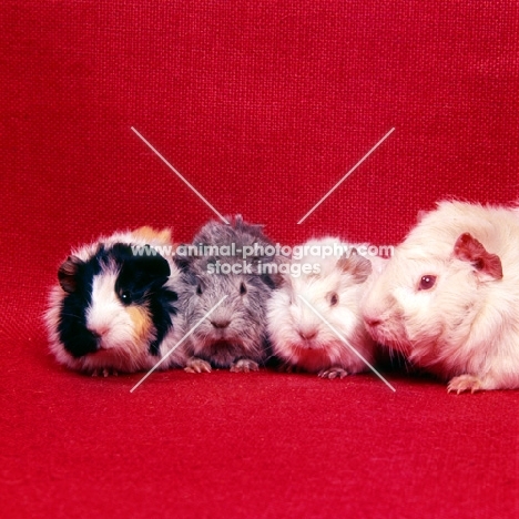 abyssinian guinea pigs, mother with new born babies