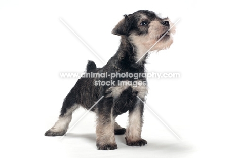 cute Miniature Schnauzer puppy