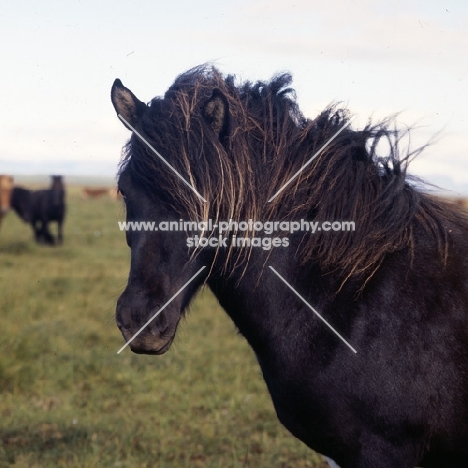 Iceland Horse at Olafsvellir