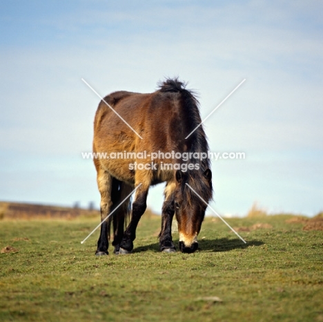 Exmoor pony grazing in winter