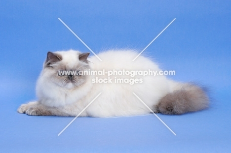 Blue Tortie Colourpoint cat. (Aka: Persian or Himalayan)