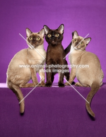 three young Burmese cats