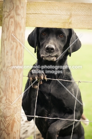 black Labrador Retriever behind fence