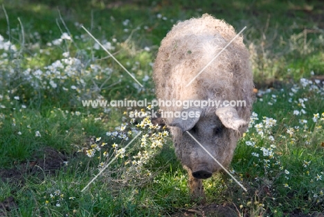 Mangalitza (aka curly-hair hog) on grass