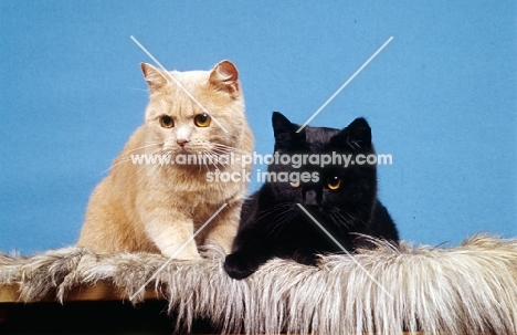 cream and black British short hair cats in studio