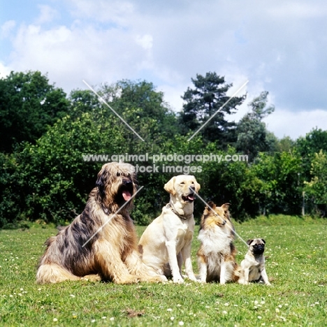 briard, golden, sheltie and pug together