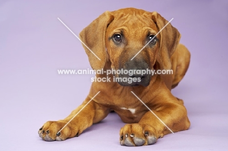 Rhodesian Ridgeback puppy