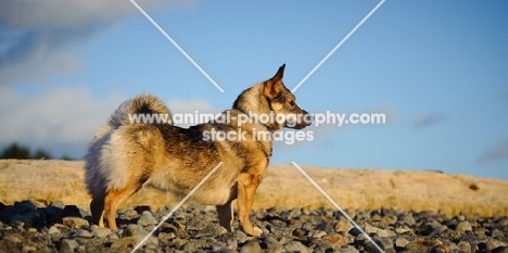 Swedish Vallhund on beach, side view