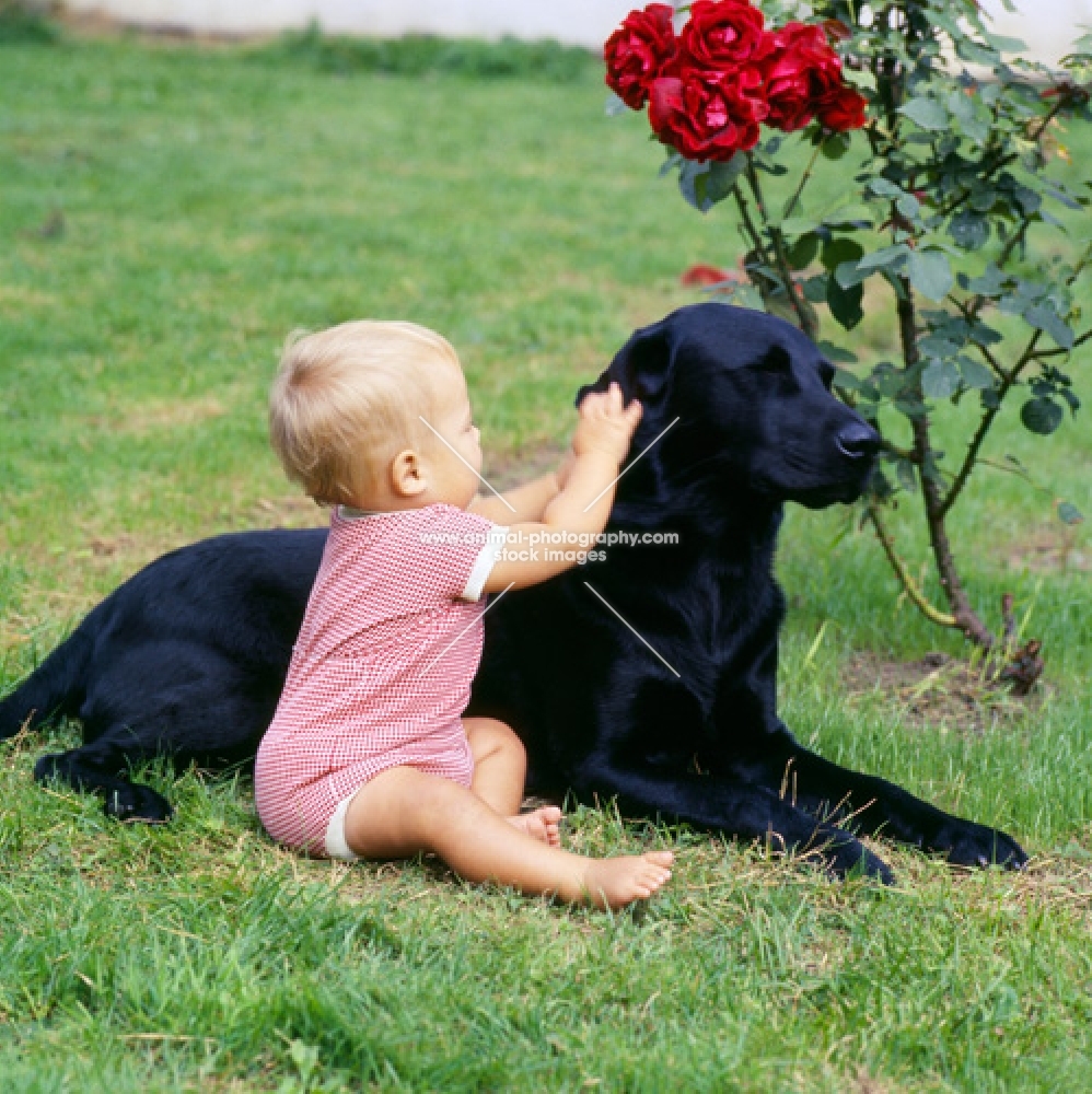 baby touching a labrador