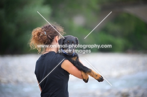 Owner carrying a Beauceron puppy in her arms