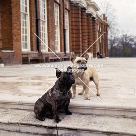 terrette's gloriana la reine of boristi (fawn),  two french bulldogs on steps of a mansion