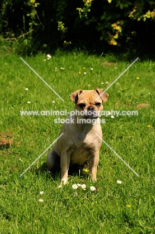 Retro Pug cross between pug and Parson Russell Terrier to improve breathing due to longer nose