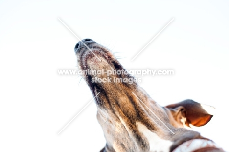 Bottom view of a Greyhound x Great Dane muzzle.