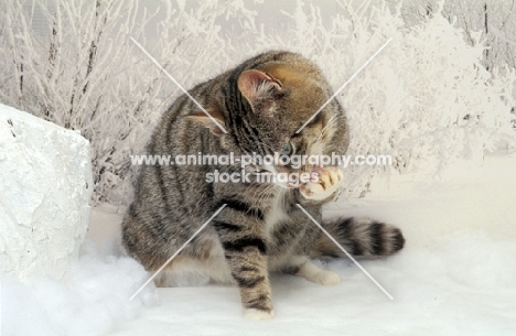 household pet washing in snow