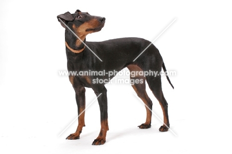 Australian Champion Manchester Terrier, Black with Tan Markings