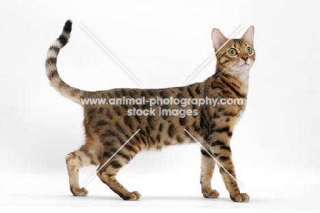 Brown Spotted Tabby Bengal on white background, side view