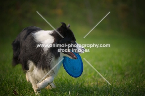 black and white border collie fetching disc