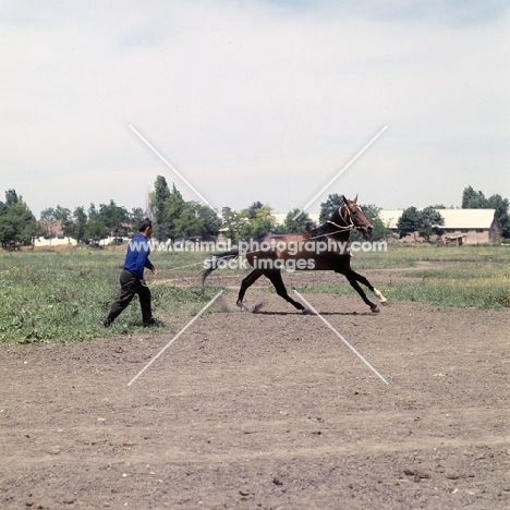 akhal teke horse lunged by russian trainer at piatigorsk hippodrome